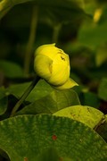 圆明园夏日风情 荷塘荷韵之三