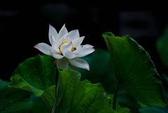 随拍——荷颜阅色