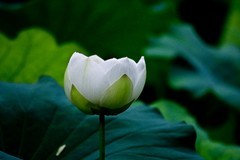 随拍——荷颜阅色
