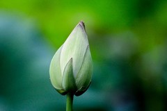 随拍——荷颜阅色