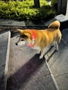 漫步星城 （930）乐