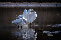 红村天鹅湾（12）