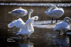 红村天鹅湾（12）