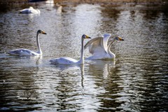 红村天鹅湾（12）