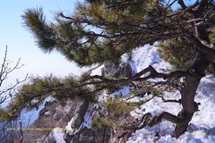 登泰山 随拍（二）