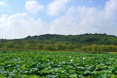 仲夏的神山