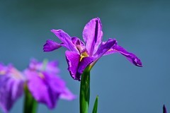 【花姿杻约 高贵典雅】红色玉蝉花