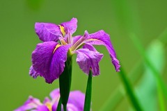 【花姿杻约 高贵典雅】红色玉蝉花