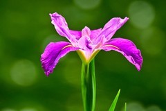 【花姿杻约 高贵典雅】红色玉蝉花