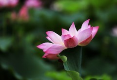 荷花 (25)