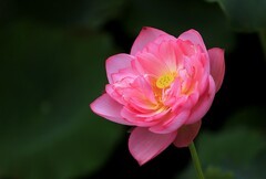 荷花 (25)