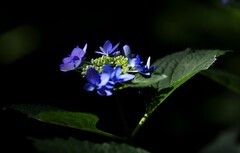 绣球花 (5)