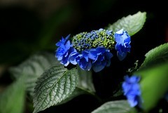 绣球花 (5)