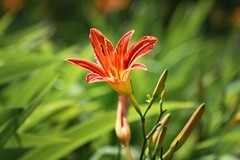 无忧绽放  萱草花香