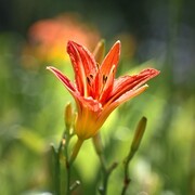 无忧绽放  萱草花香