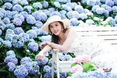【绣球花海美女】---吱吱