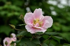 2026花卉植物赏析———芙蓉花【3】