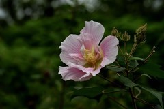 2026花卉植物赏析———芙蓉花【3】