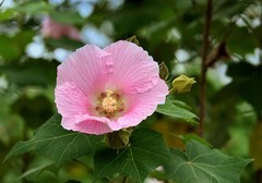 2026花卉植物赏析———芙蓉花【3】