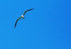 2175--04【不老松：纪实摄影】异国风情：韩国印象！大海上自由自在翱翔的海鸥！