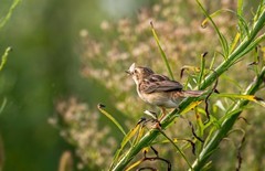棕扇苇莺（十三）