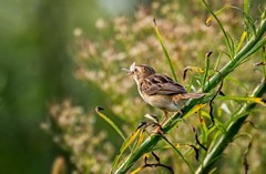 棕扇苇莺（十三）
