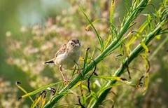 棕扇苇莺（十三）