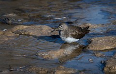 白腰草鹬（三）