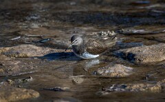 白腰草鹬（三）
