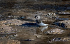 白腰草鹬（三）