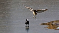 银河公园-冬日大麻鳽