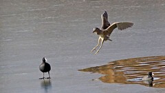 银河公园-冬日大麻鳽