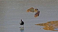 银河公园-冬日大麻鳽