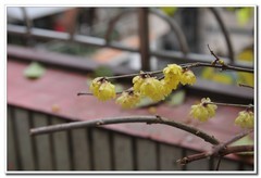 几百元收了台成色不错d300s单反试镜