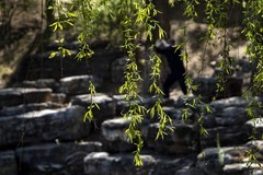 2604  绿叶垂垂濡秀润，翠实点点裹绒殷。