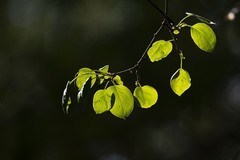 2604  绿叶垂垂濡秀润，翠实点点裹绒殷。