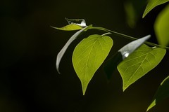 2604  绿叶垂垂濡秀润，翠实点点裹绒殷。