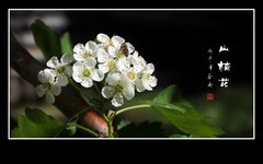 小蜜蜂的山楂花之恋