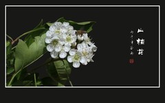 小蜜蜂的山楂花之恋