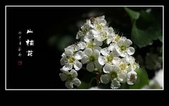 小蜜蜂的山楂花之恋