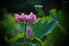 荷（2026）