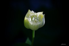 荷（2026）