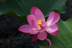 2026--荷影--3