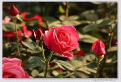 月季花【丙午年-448】