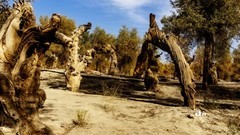 南疆行——阿克苏的刀郎部落（7）