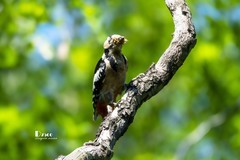 林中啄木鸟（43）