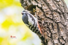 林中啄木鸟（43）