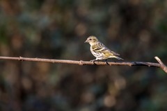 小黄雀（五十）