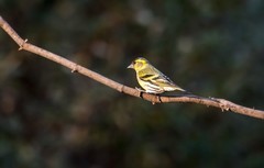小黄雀（五十）