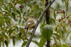 北红尾鸲（17）